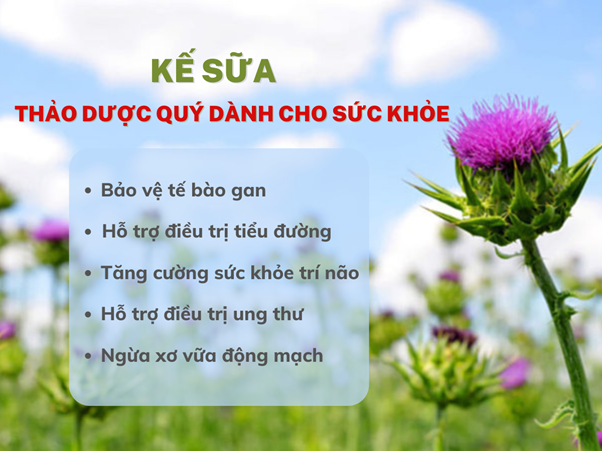 KẾ SỮA - THẢO DƯỢC QUÝ DÀNH CHO SỨC KHỎE